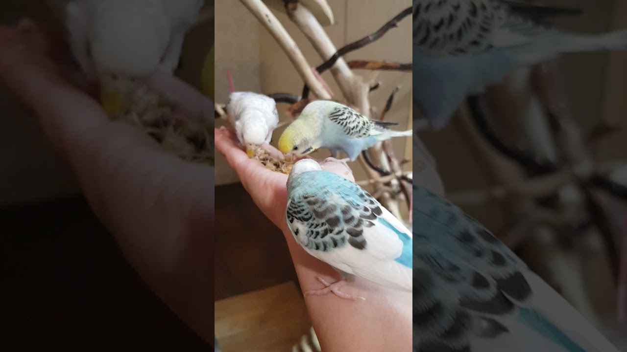 neues aus der Vogelschule