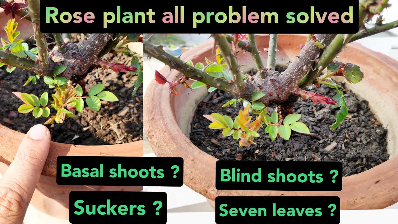 Rose plant care, Rose blind shoots, Rose suckers, Rose seven leaves, Rose basal shoots, Rose food