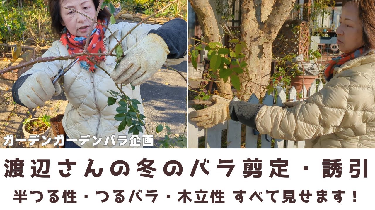 【バラ企画】初心者にわかりやすい！萌え庭渡辺さんの冬のバラ剪定・誘引を大公開！