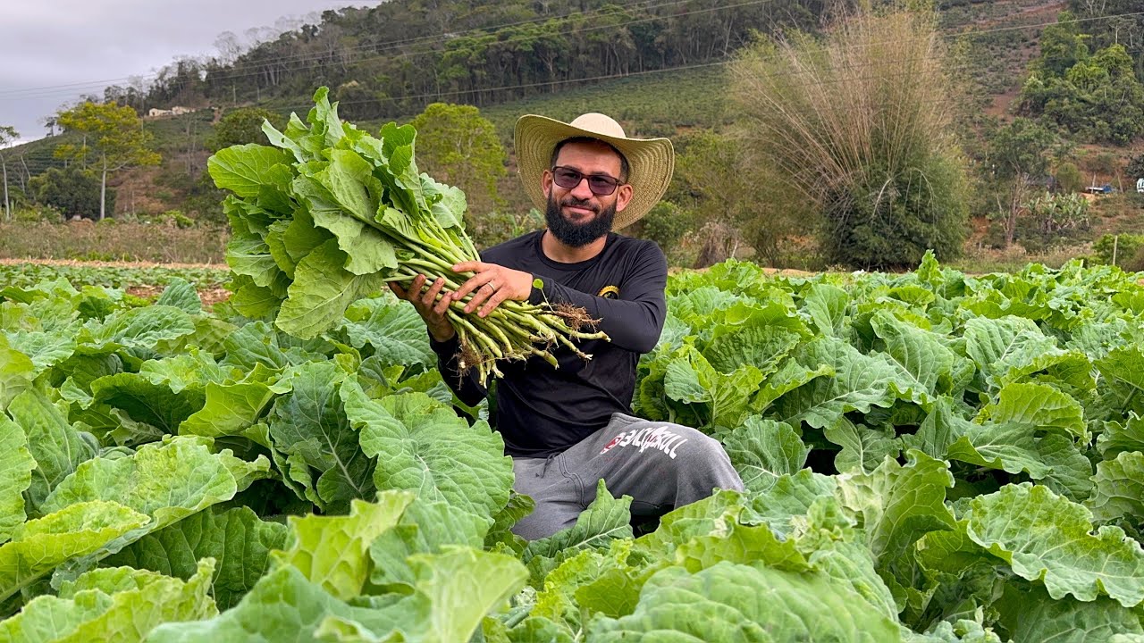 UMA DAS MELHORES VARIEDADES DE COUVE DO BRASIL,ESSA SIM É RESISTENTE 