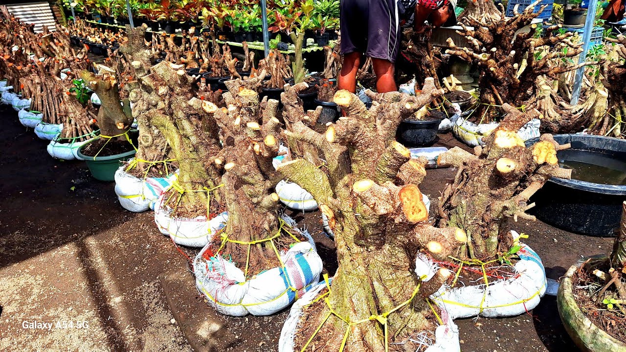 REVIEW HARGA MURAH MERIAH BAHAN BONSAI BUKAN MURAHAN