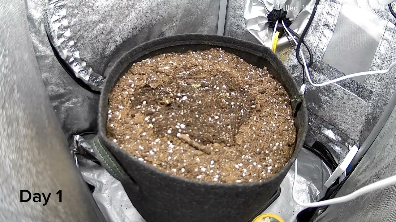 Gorilla Cookies Auto from Fastbuds Day 1-70