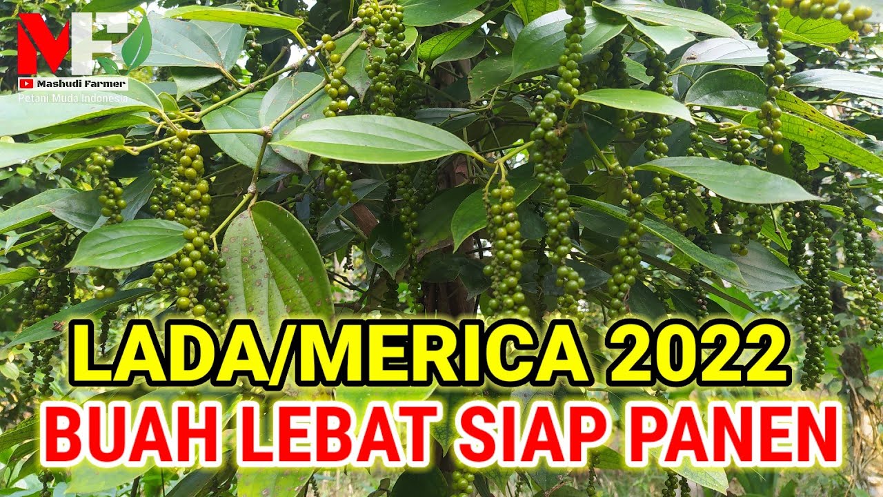 PANEN LADA/MERICA BERBUAH LEBAT PANEN MENINGKAT
