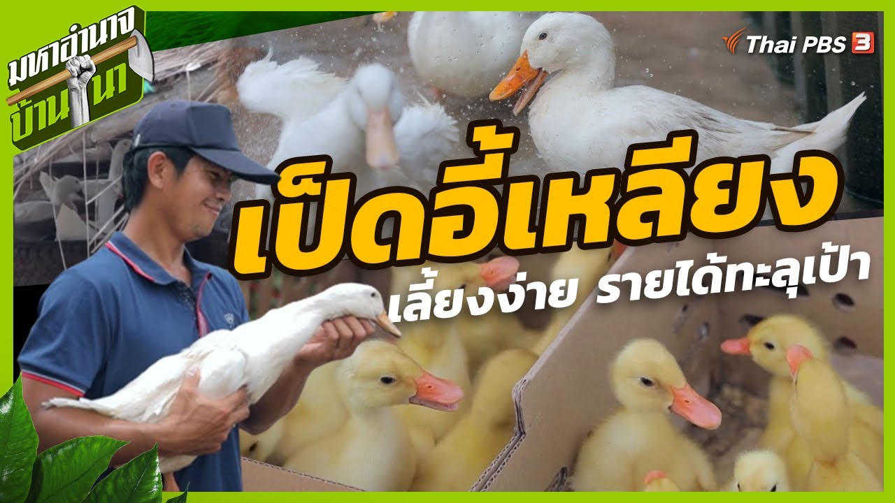 เป็ดอี้เหลียง เลี้ยงง่าย รายได้ทะลุเป้า | มหาอำนาจบ้านนา