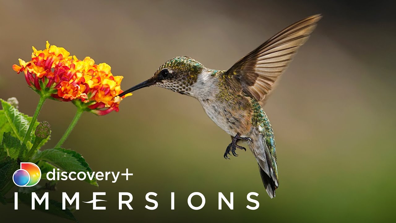 Habitats to Call Home (Slow TV) | discovery+ Immersions
