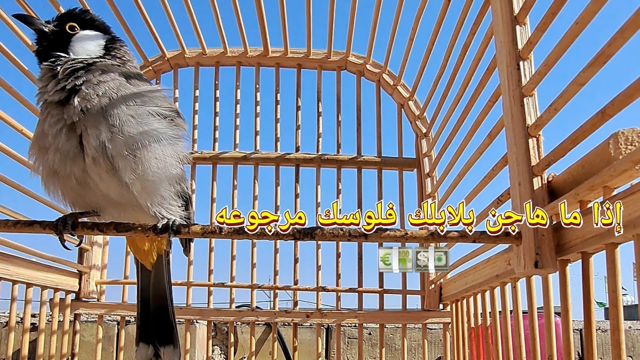 تغريد بلبل فحل لتجهيز الإناث للتزاوج ولفتح البلابل الغافله