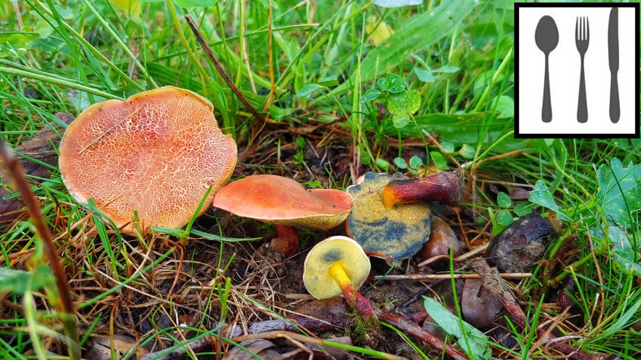 Podgrzybek ripariellus (Xerocomellus ripanelus) Śląsk