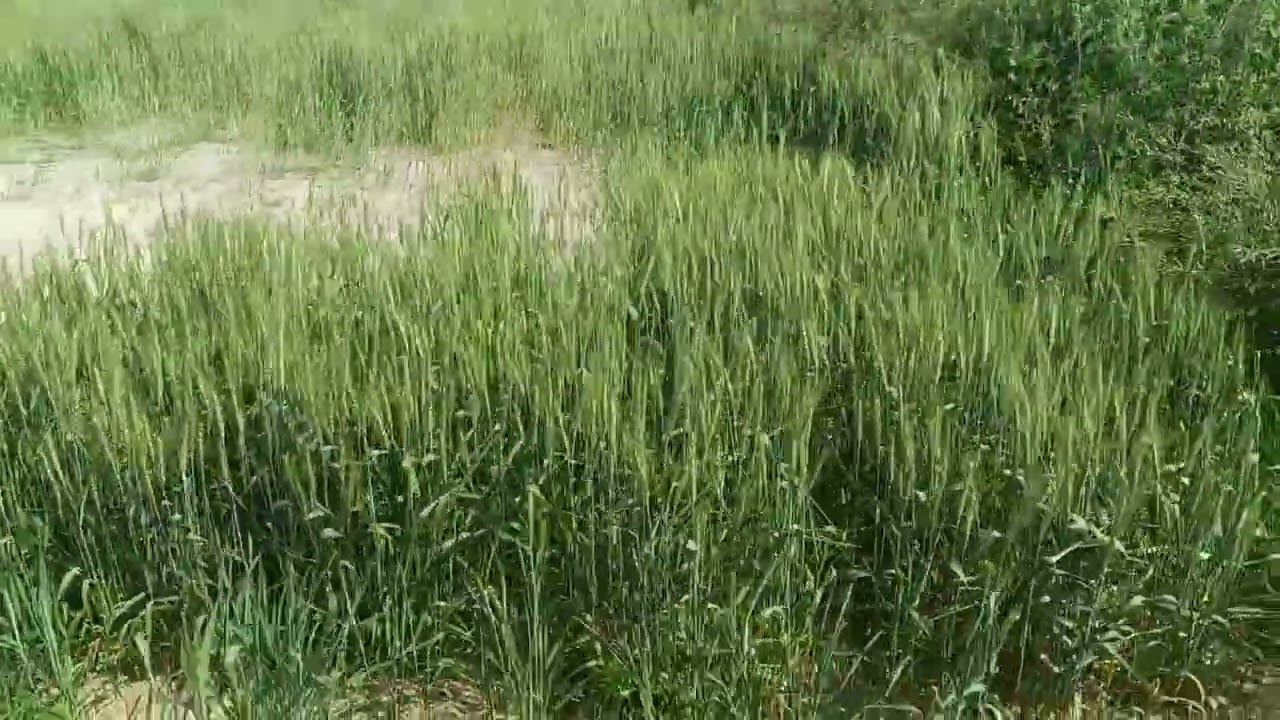 किसान का फसल गेहूं का फसल बेस्ट फसल दियारा क्षेत्र का वीडियो आप लोग पूरा वीडियो देखे और शेयर करे 