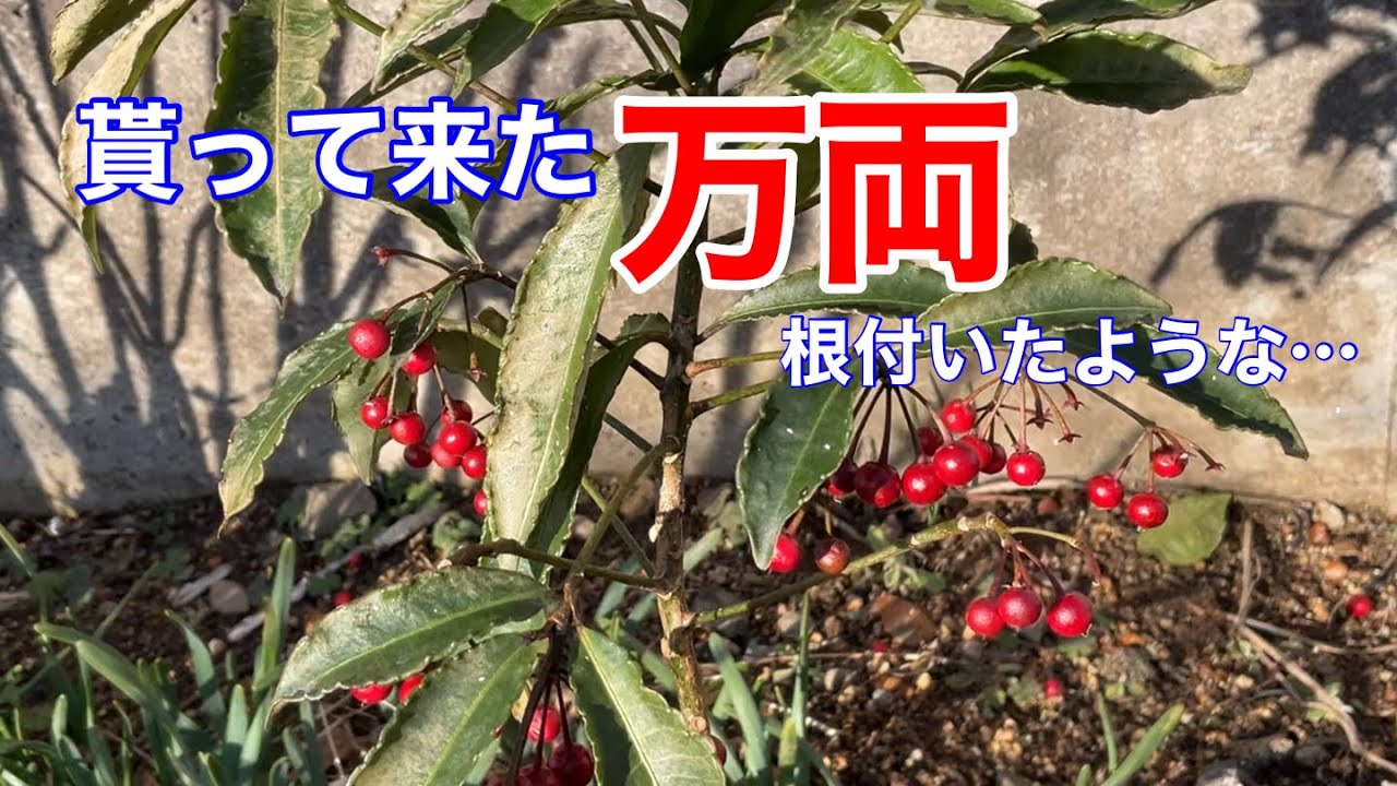 まるおの母　まるこの宿根草と低木の庭　2026 01 16 雨上がりの庭に、強風が…。阿武隈川サイクリングロードは、悲惨でした😭帰りは歩けず、普通の道路を帰って来ました。青空なのに、黄砂で山が見えない