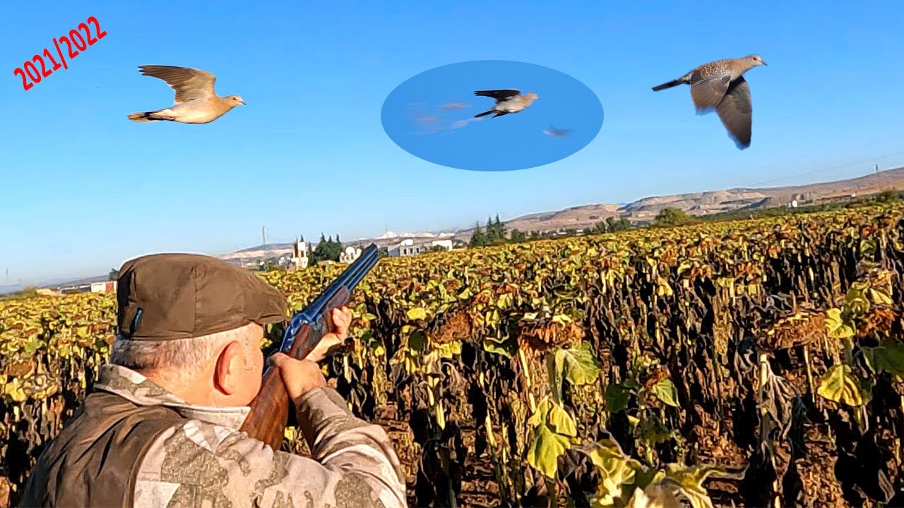 ATA TEAM &uuml;veyik Avı Dove Hunting
