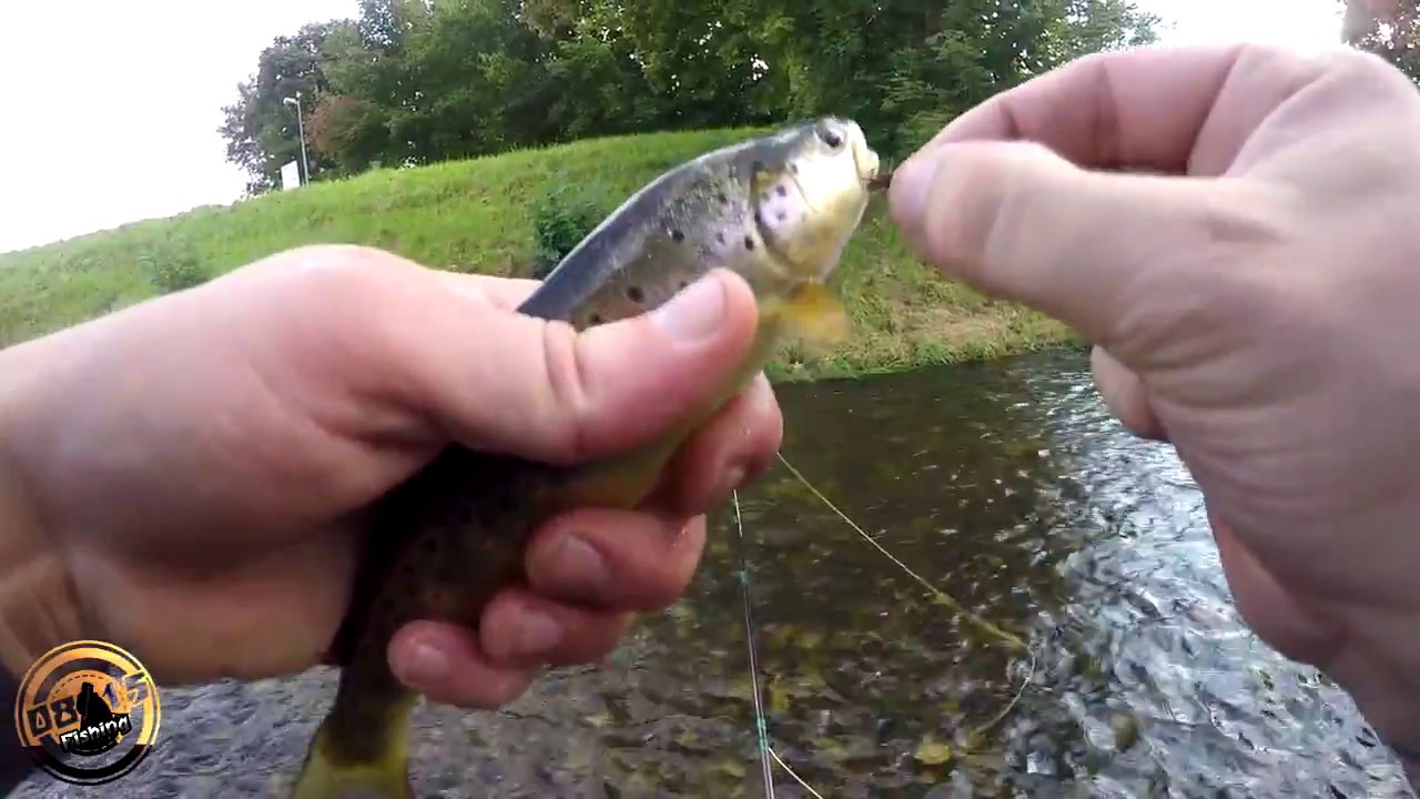 Fliegenangeln am Fluss auf Forelle & co.