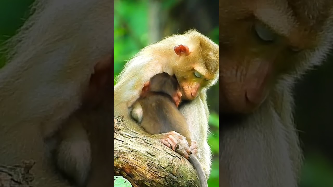 Poor Baby Monkey Kenzo & Mommy Katrina. 