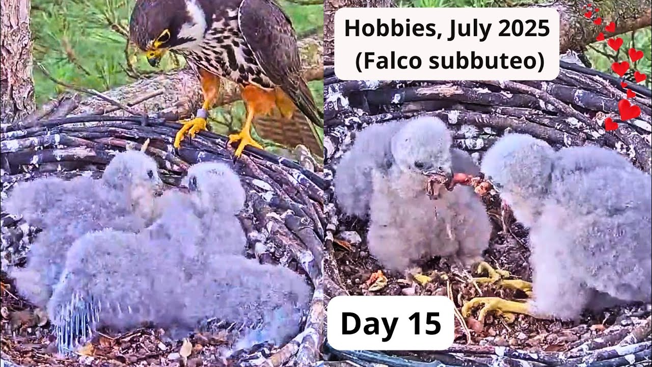 Hobby (Falco subbuteo) 2025, Day 15: Funny Food Tussle😂& Mantling 💪