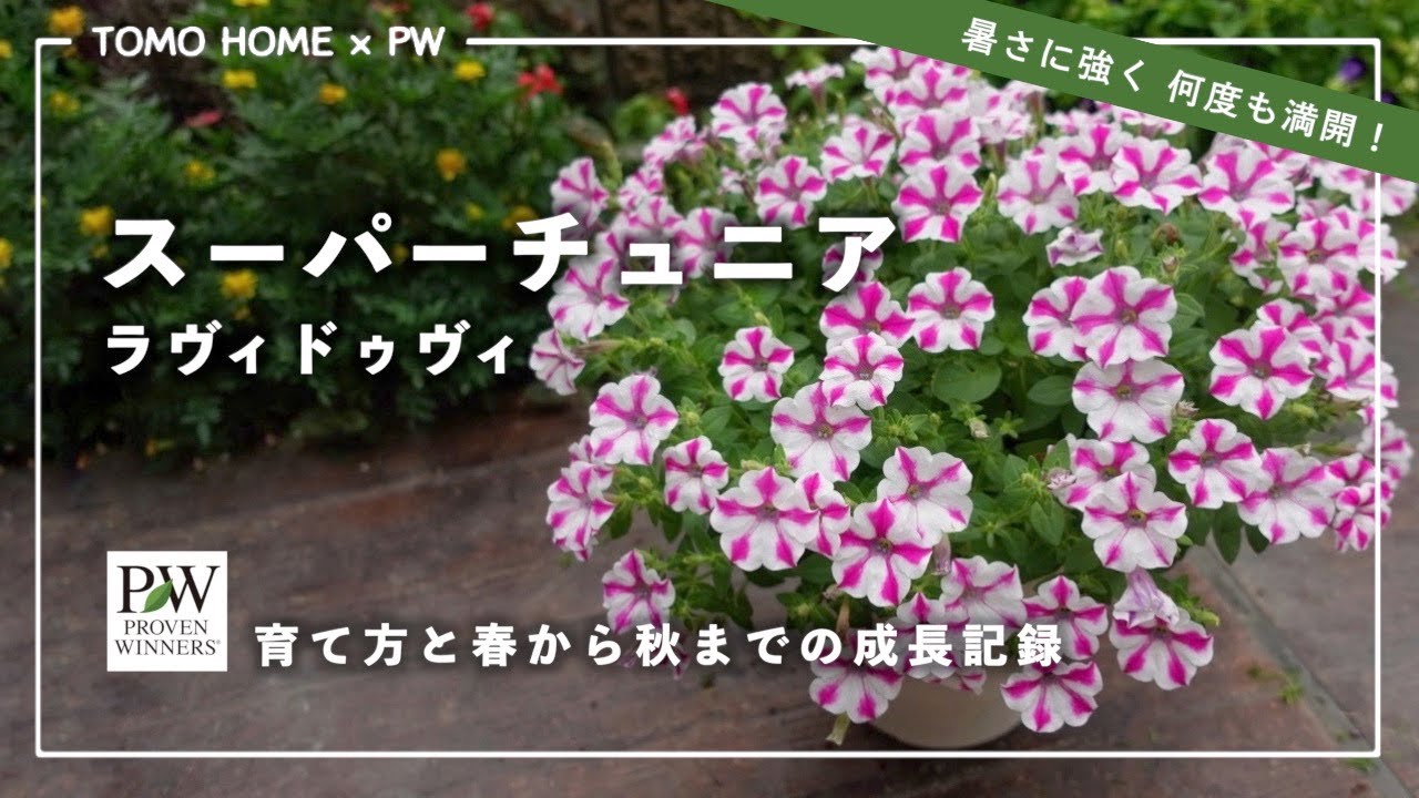 PW スーパーチュニアの育て方 by ともHOMEさん