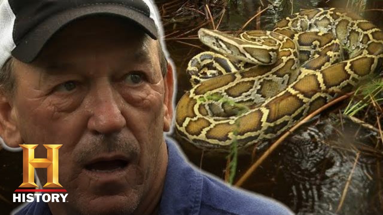 Swamp People: Serpent Invasion: Troy Hunts MASSIVE Snakes Deep in Everglades (Season 2) | History