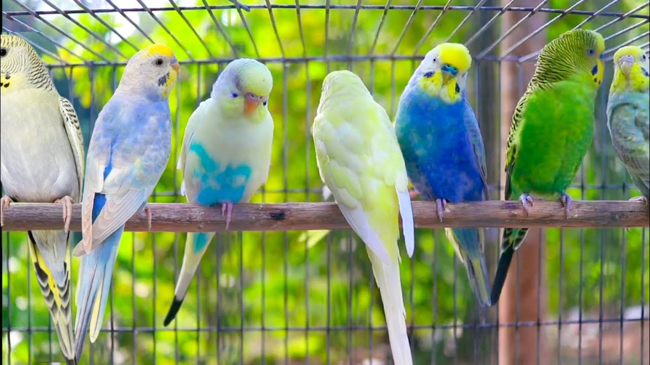 10 HOUR | BUDGIES SINGING OUTDOORS