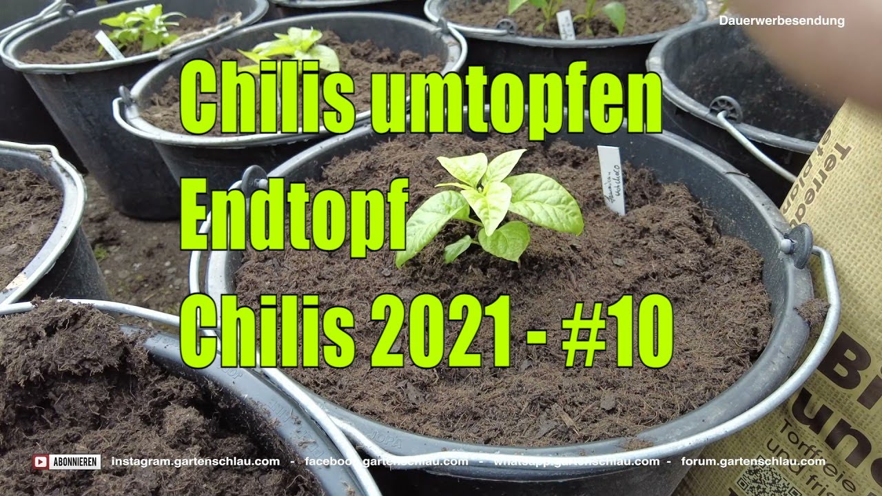 20L Endtopf - Chilis 2021 #10 // Gartenschlau.com