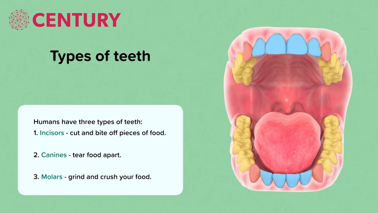 Teeth | KS2 Science