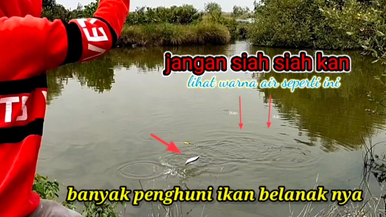 jangan siah siah kan spot seprti ini banyak ikan belanak nya,