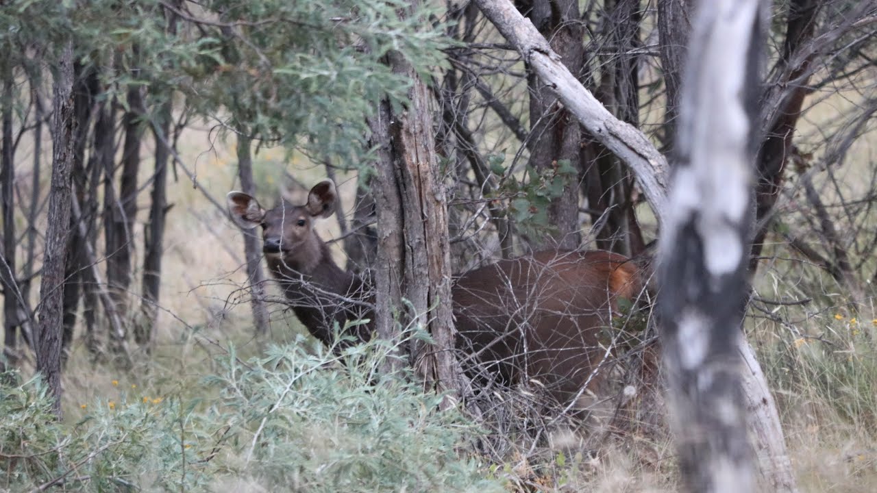 Sambar, Can You SHOOT?