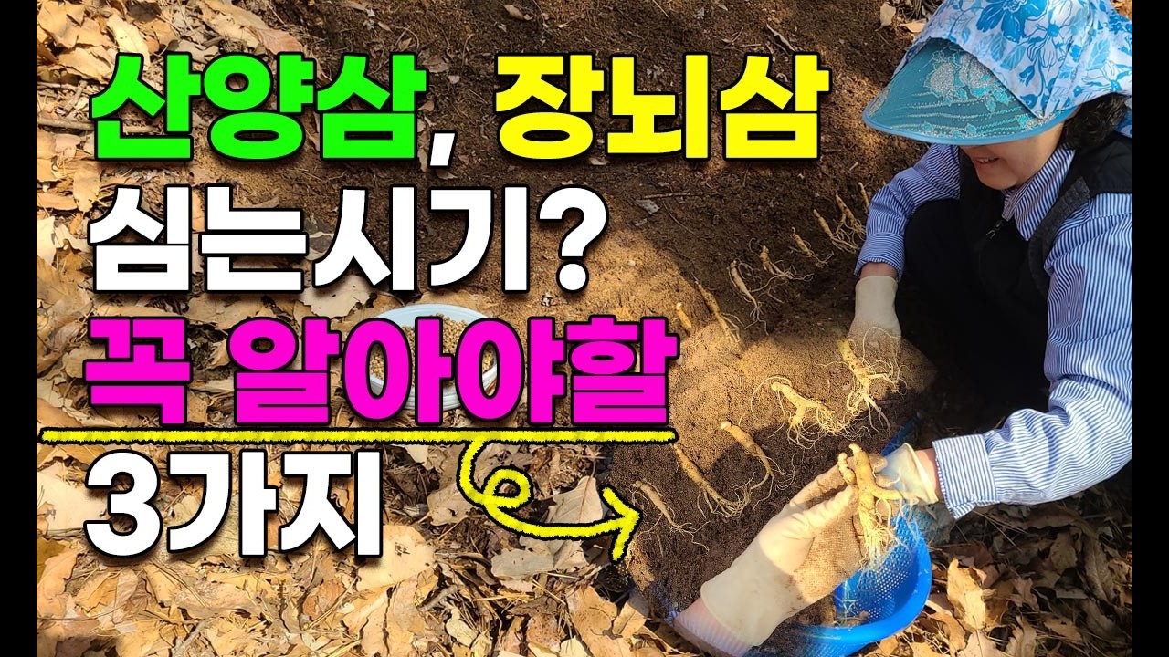 실패없는 산양삼 장뇌삼 심는법 주의사항 3가지 꼭 이렇게 심어야 잘 삽니다