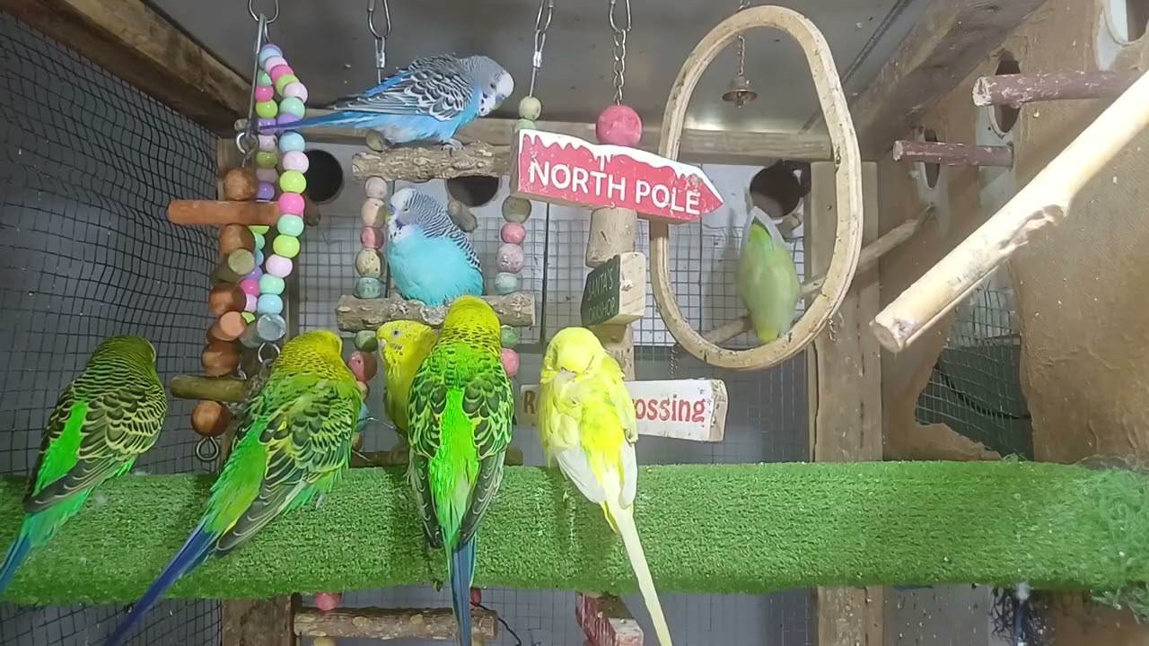 It talks in a way that leaves us speechless 😳🦜