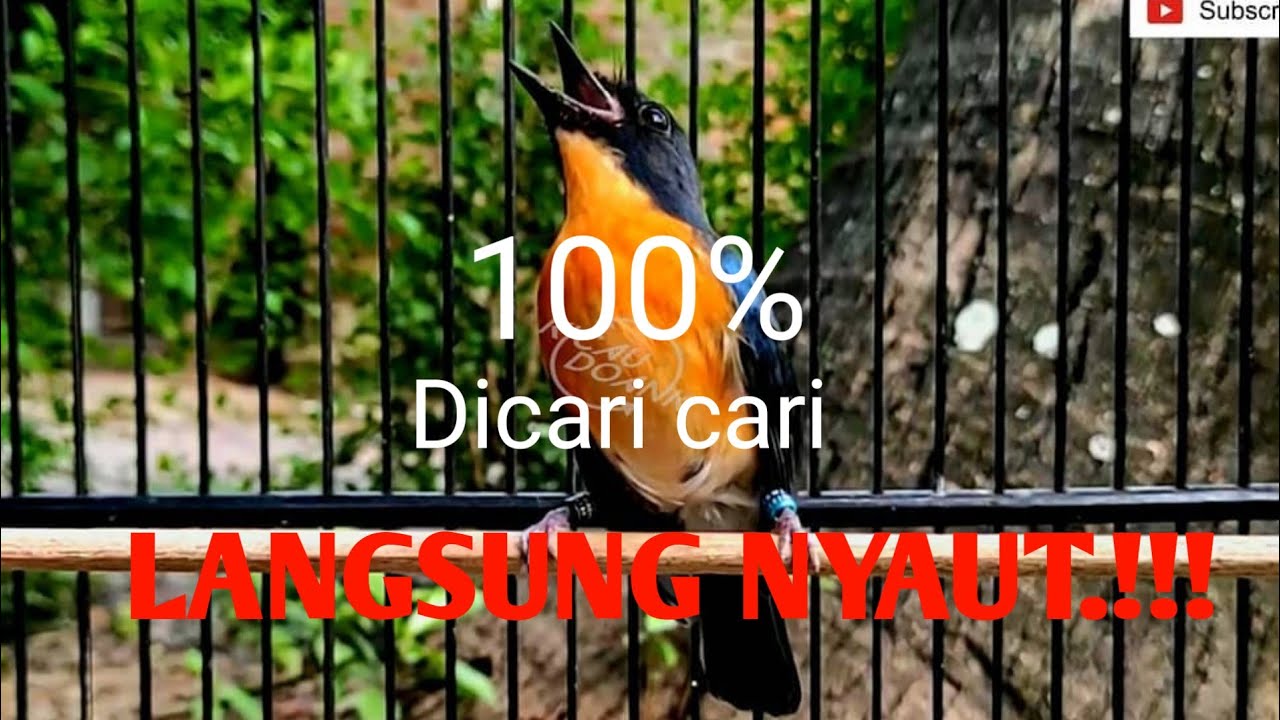 TLEDEKAN GUNUNG GACOR, UNTUK PANCINGAN TLEDEKAN MACET. Part 2 #tledekangununggacor