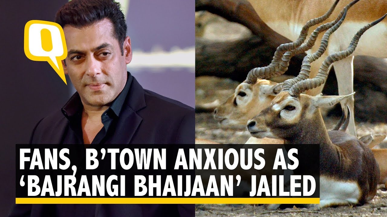 Blackbuck Case: Fans, B’Town Anxious Over Salman Khan’s Conviction | The Quint