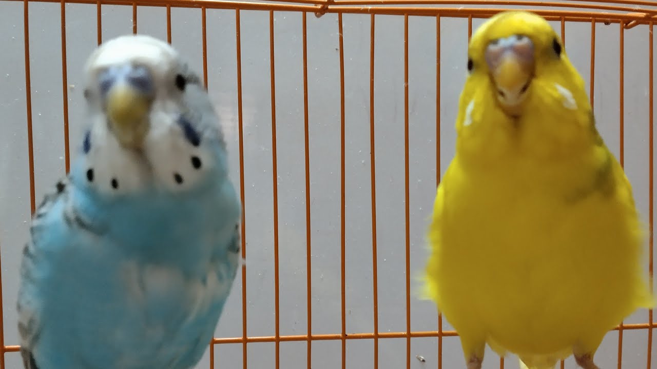 BEAUTIFUL BIRDS #LIVE #BUDGIES #ACTIVTY 🐦🐦
