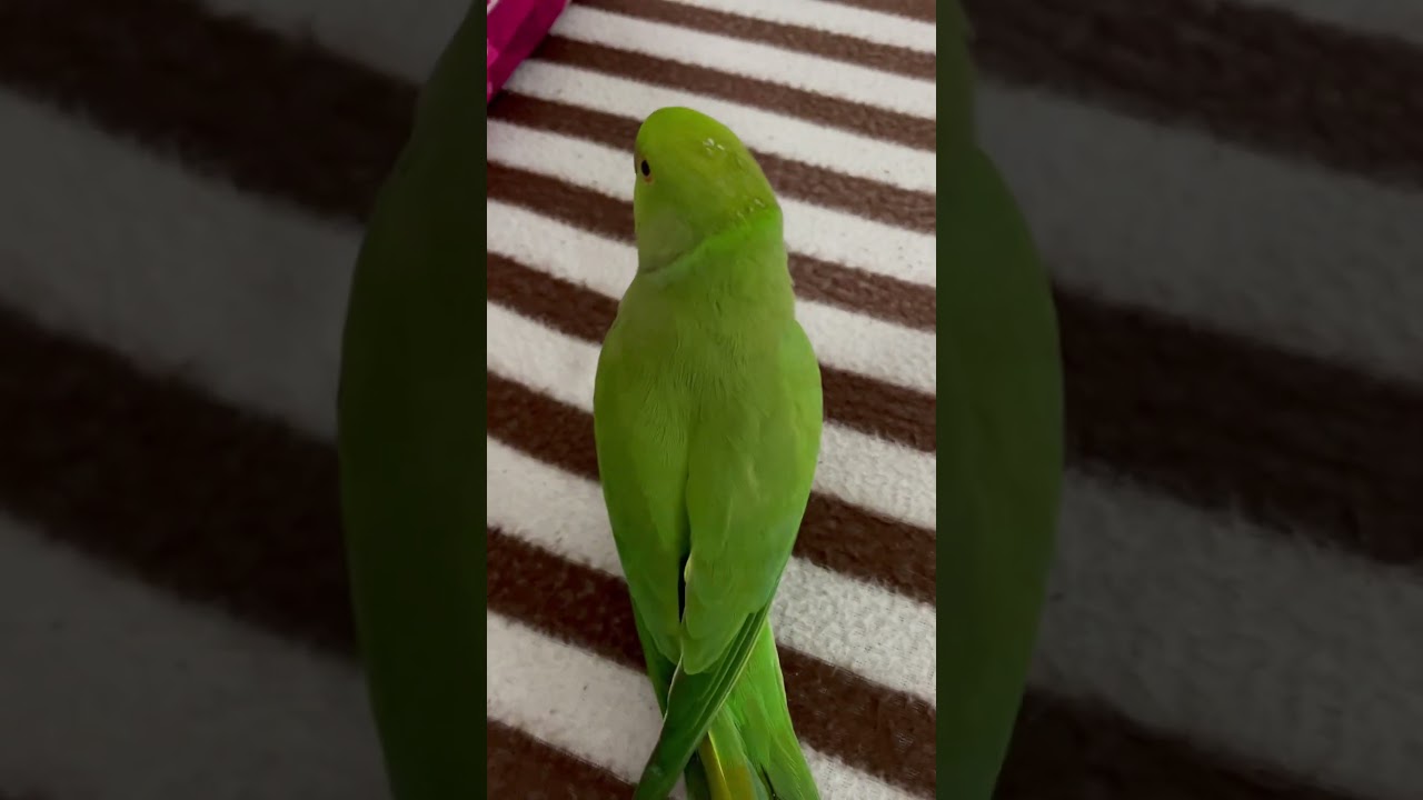 CuteeSweetParrot#viralvideo #viral #bestentertainment