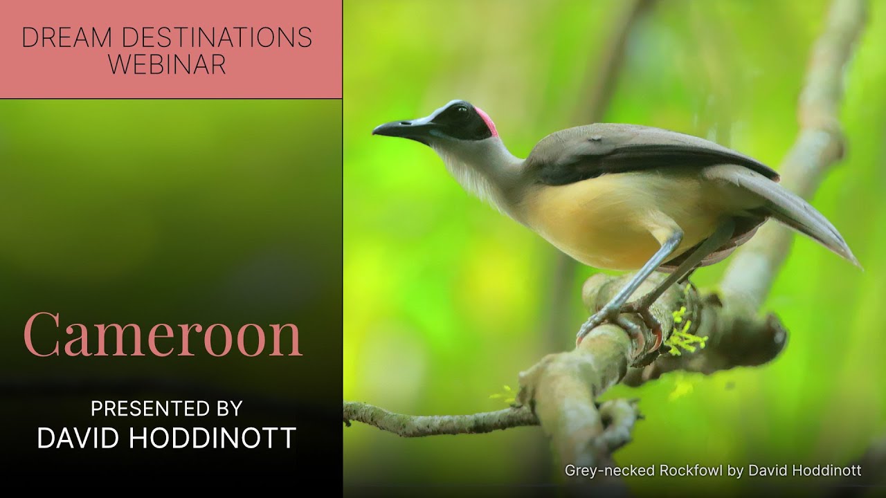 Cameroon with David Hoddinott