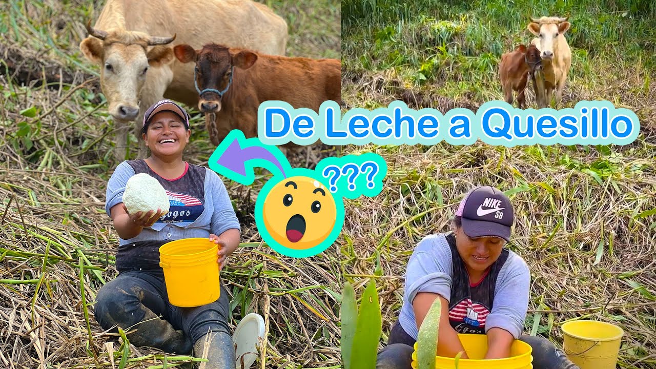 ¿Saben como se hace el quesillo?🤔 | En el campo Así lo hacemos🐮