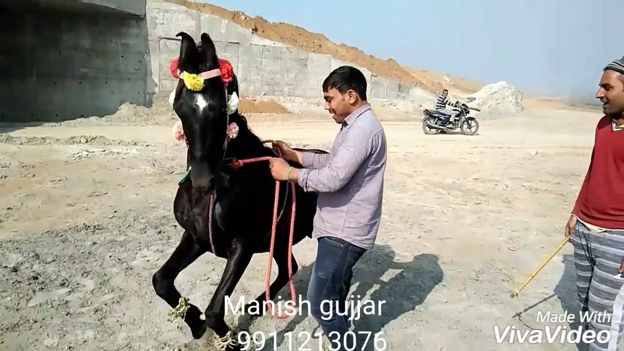 Ghodi dance  2018 Manish Nagar Bambawar