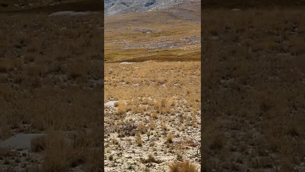 Brown Bear at Deosai National Park #madboybilal #k2climbers