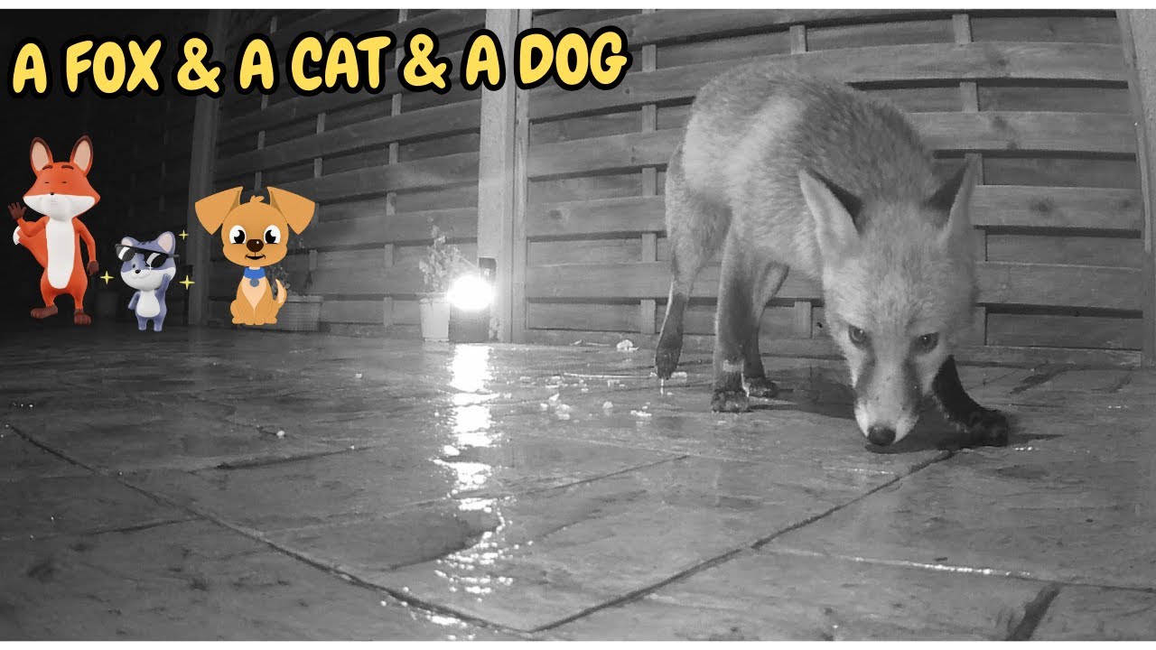 FOX & Cat & Dog Feeding