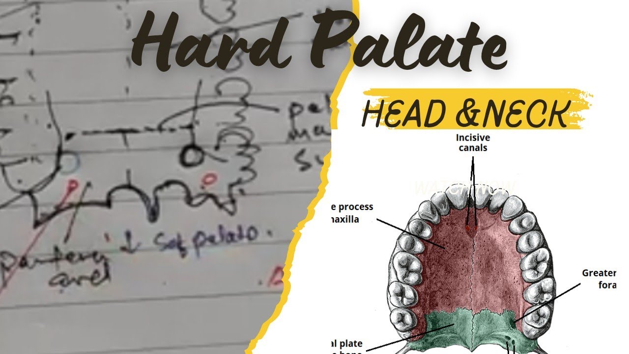 Hard Palate/BD Chaurasia/ch-14(Mouth & Pharynx)/Anatomy
