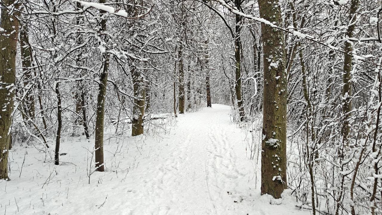 A snowy walk along the river. First snow in Finland. Slow TV 4K
