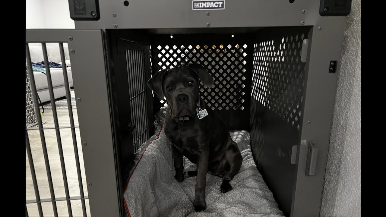 IMPACT DOG CRATE REVIEW I CANE CORSO