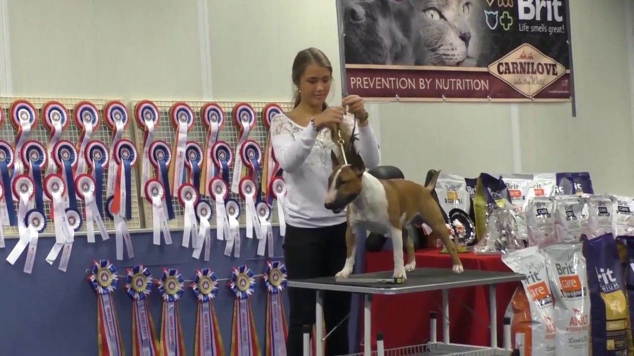 Leiden Miniature Bull Terrier Championship show MBTV 2016