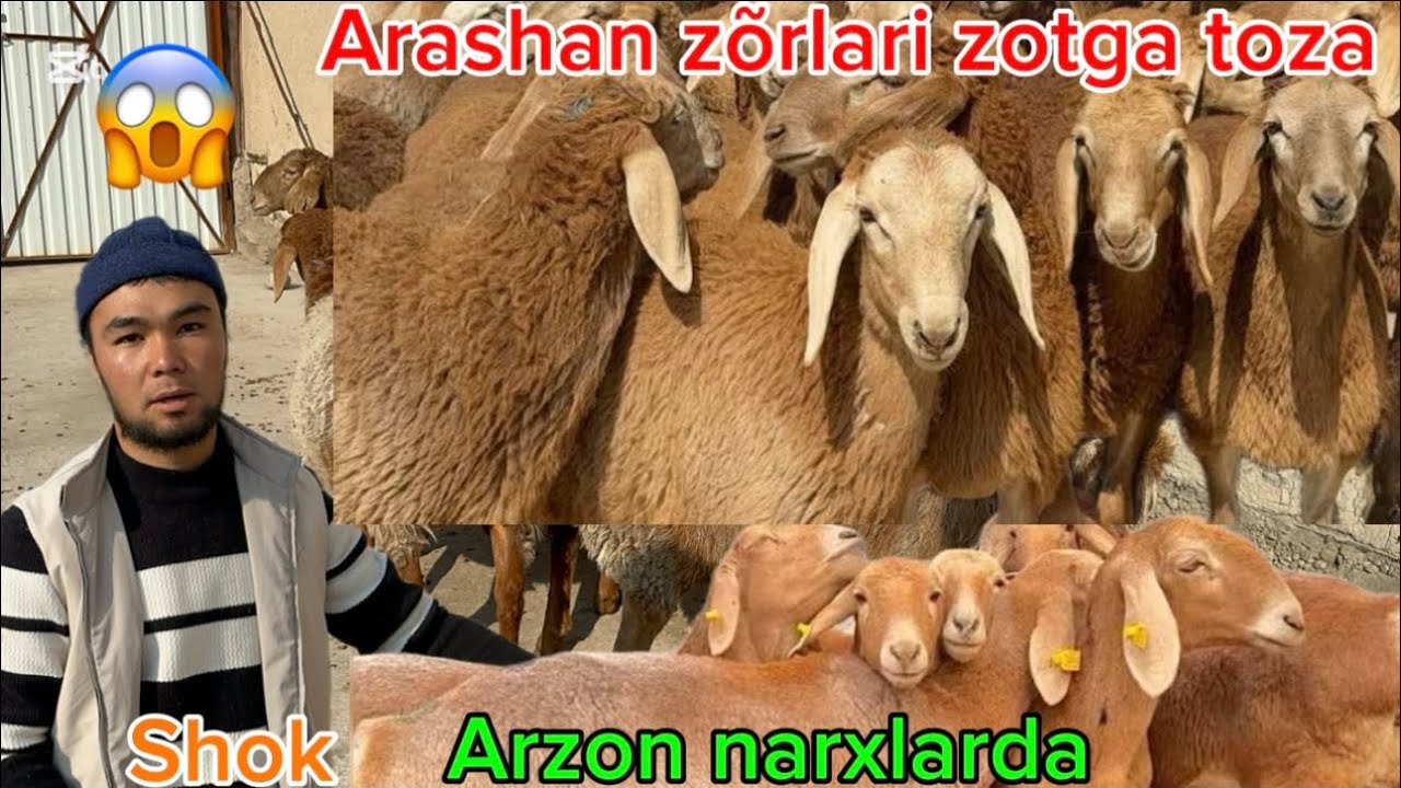 Arashan zotga arzon narxlarda zotga tõqli qõzilar arzon narxlarda shoshiling