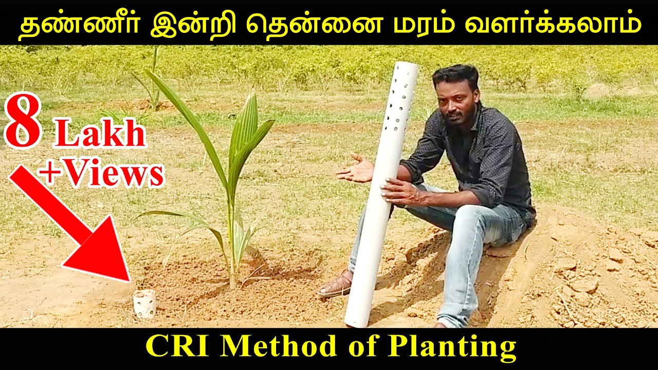 தண்ணீர் இன்றி தென்னை மரம் வளர்க்கலாம் | CRI Method of Planting - Conserving Root Zone Irrigation