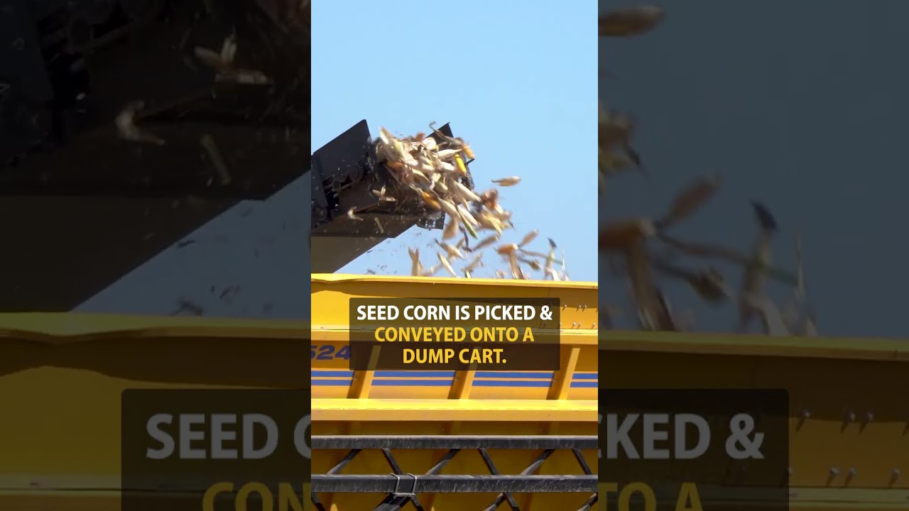 How to Harvest Seed Corn #agriculture #corn #farming