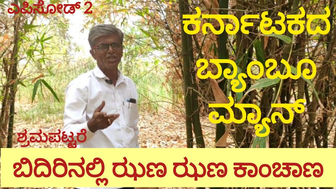 ಮಾರುಕಟ್ಟೆ ಕಂಡುಕೊಂಡರೆ ಬಿದಿರು ಕೃಷಿ ಲಾಭದಾಯಕ/ಮರಳಿ ಮೇಷ್ಟ್ರ ಬಿದಿರು ಕಾಡಿನ ಟೂರ್ EP-2/#WideAngle