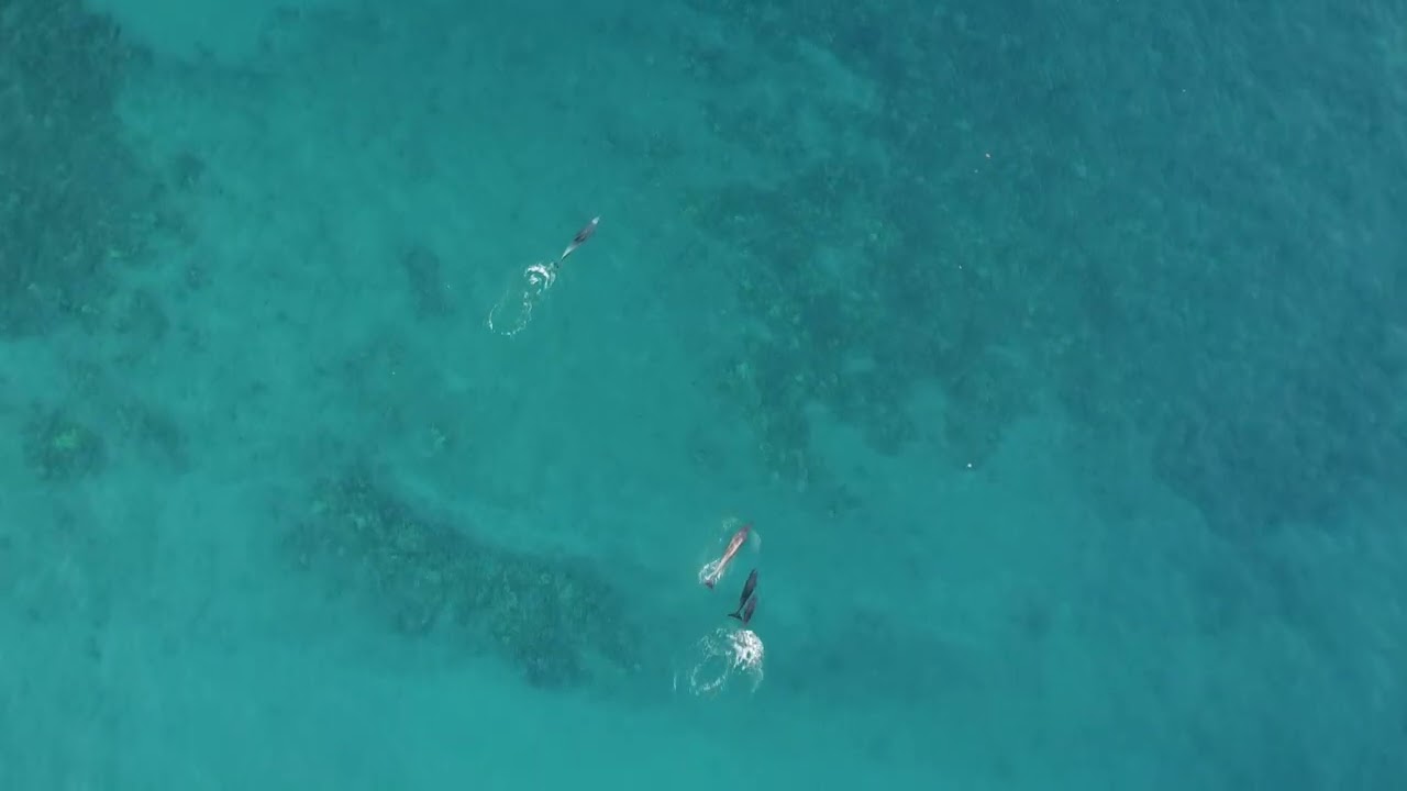 Maui drone