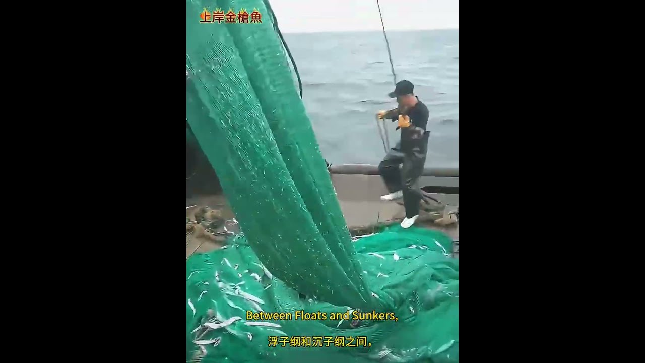 拖网渔船捕到一网带鱼后，正在起渔网的过程。The trawler is in the process of hauling in the fishing net.