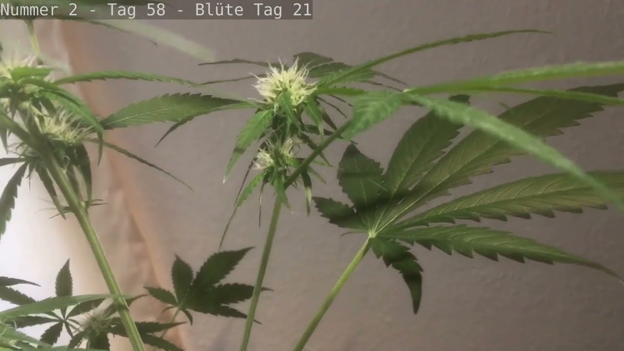 Cannabis Anbau - Popcorn-Buds und Beschneiden - Wie geht es eigentlich Nummer 2