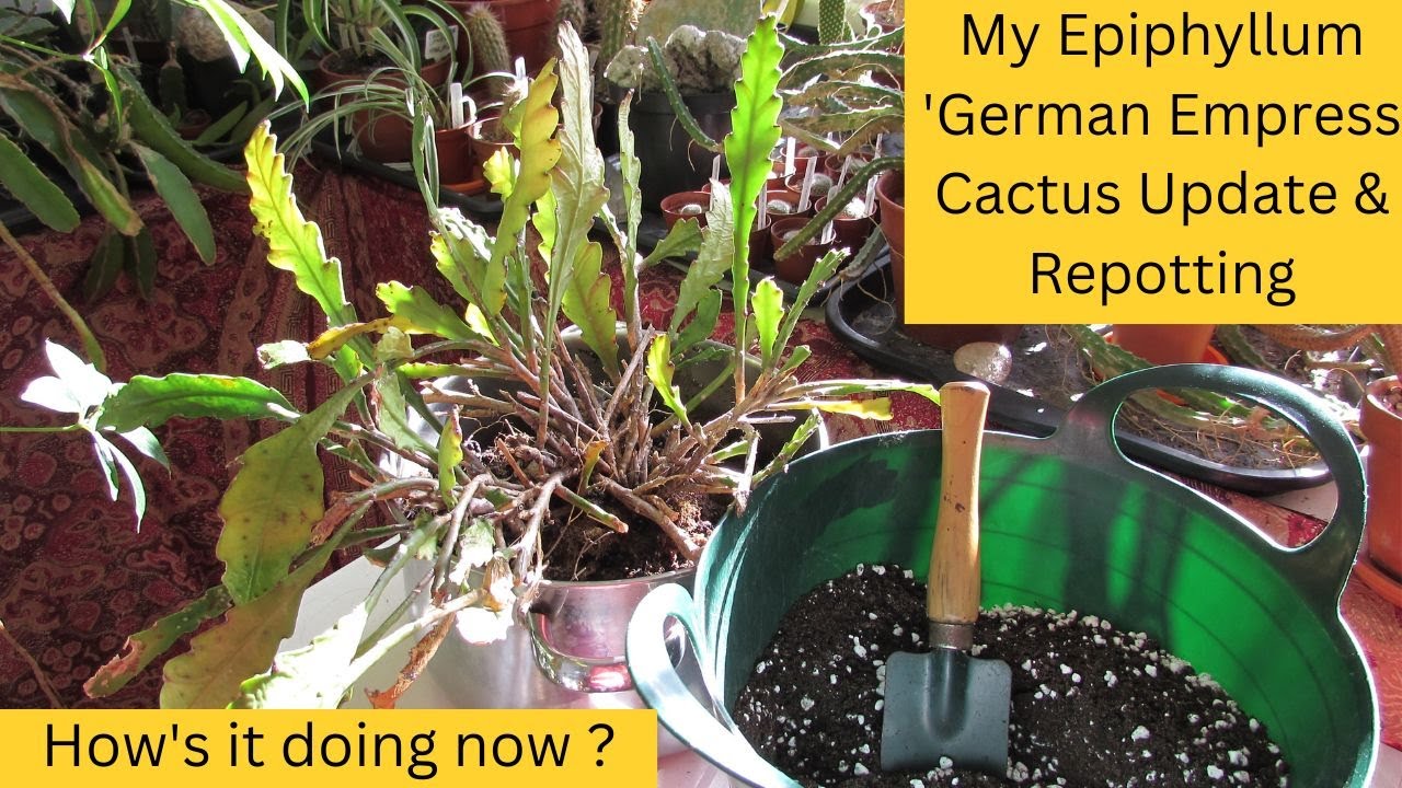 My Epiphyllum German Empress Cactus Update & Repotting | 