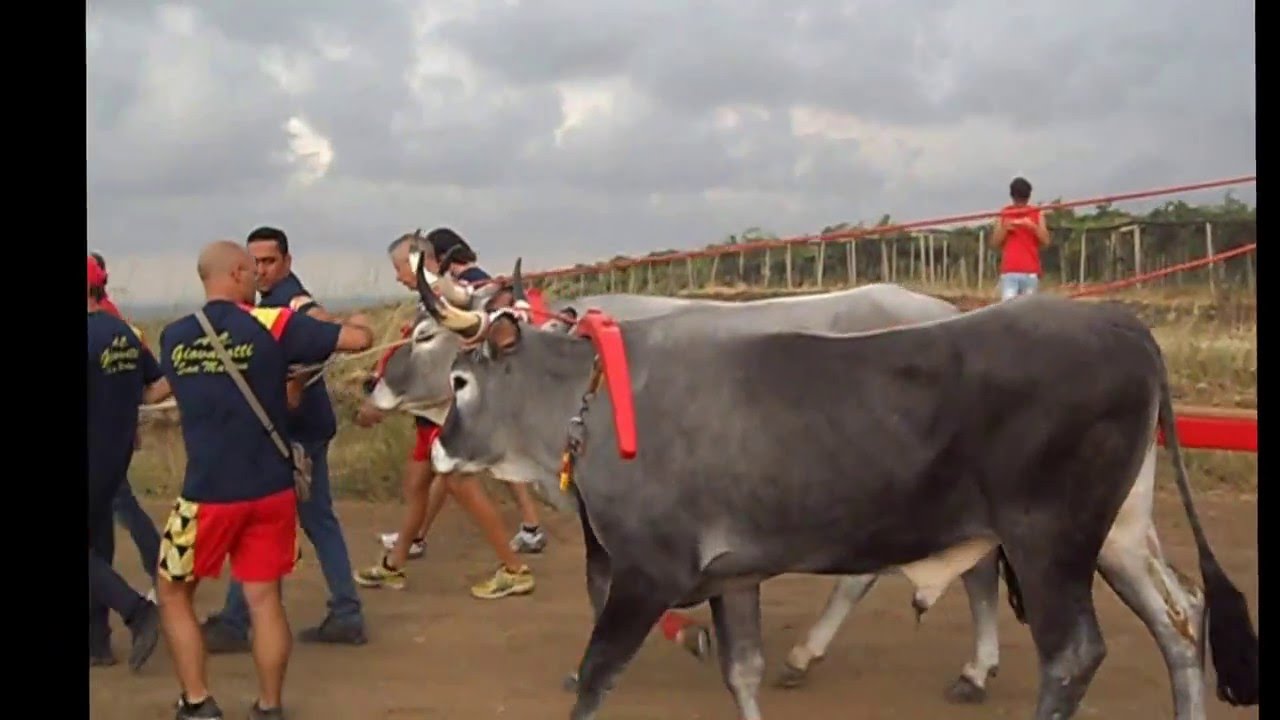 Carrese estiva 2013