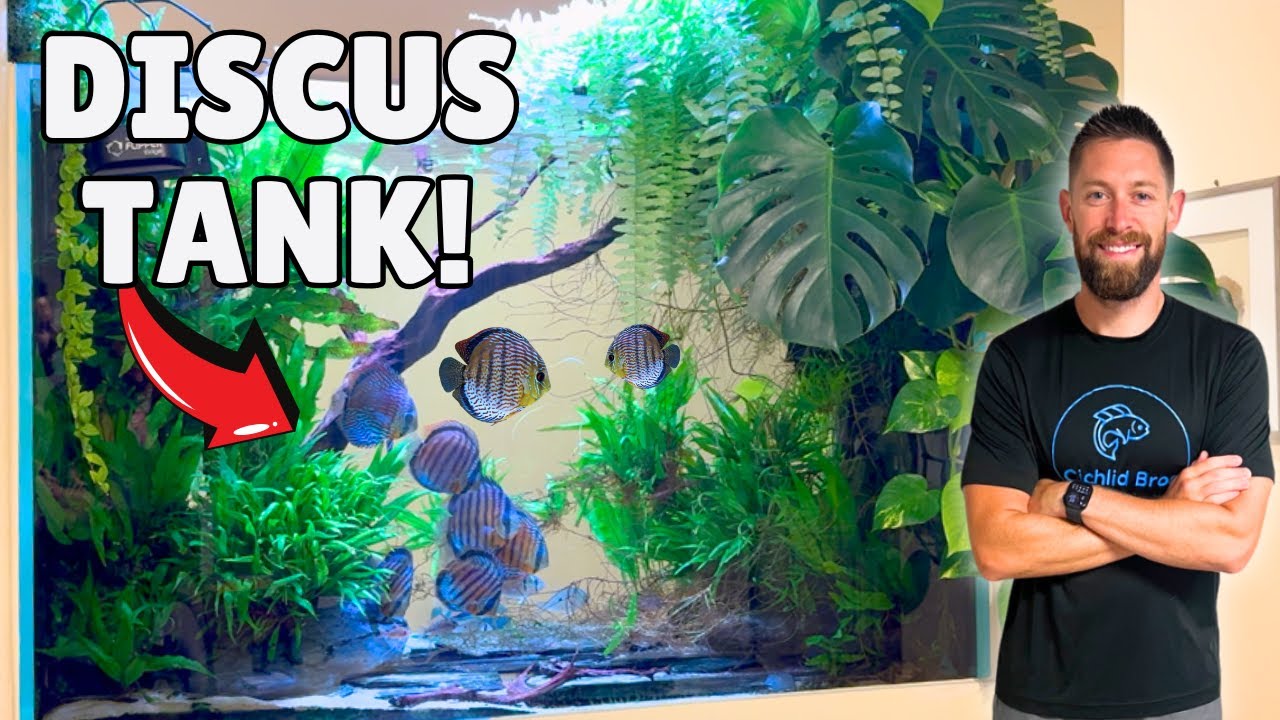 Beautiful 300 Gallon Tall Discus Aquarium + Aquascape Studio (Private Tour)