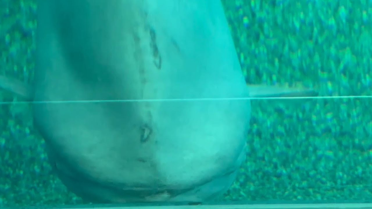 [DAY 1] OSAKA AQUARIUM VLOG!!
